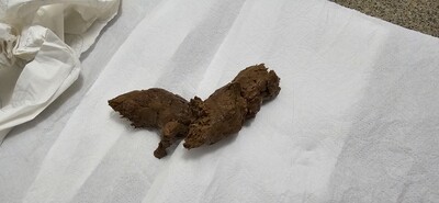 Scat 377: half-hard caviar