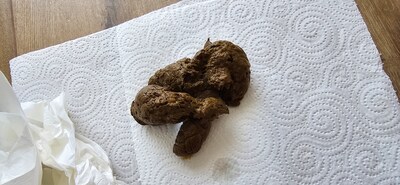 Scat 378: pieces of corn