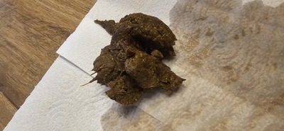 Scat 389: Granulated caviar!