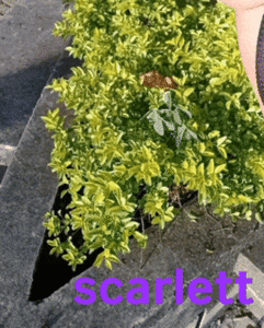 ScarlettHott