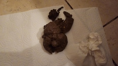 Scat 415: It smells awful!