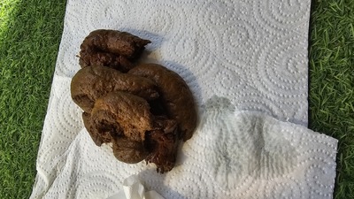 Scat 419: scat and pee