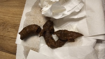 Scat 427: soft doughnut