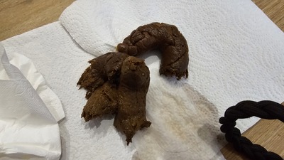 Scat 428: on all fours with my back to you