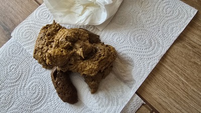 Scat 434: almost diarrhea-like