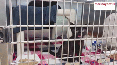 Shitting at a shelter