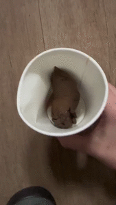 Filthy Shit Brownies