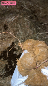 EATING DOG SHIT, HORSE SHIT &amp; MINE