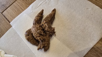 Scat 487: it stinks so bad!