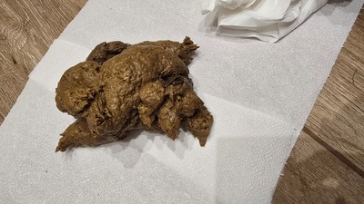 Scat 496: chocolate on the floor