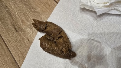 Scat 502: hard, smelly chocolate.