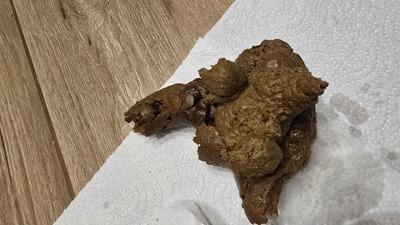 Scat 505: Anal contractions