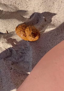 Public Poop on the Beach