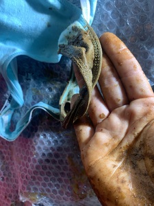 Scat in blue thong panties