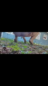 Outside Potty Excursions