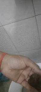 I shat and picked up my shit.