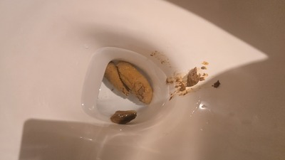 Scat 544