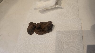 Scat 547