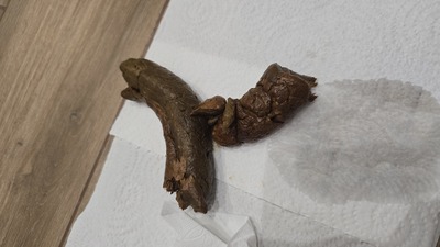 Scat 548