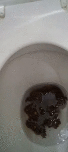 Likes Shit with Corn