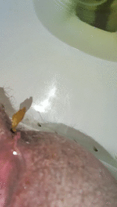 14 Day Toilet Journal: FSM RMI Palau