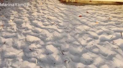 Poop at sunrising beach