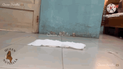 Pooping in Doggystyle Position