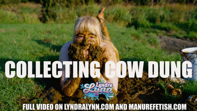 Collecting cow dung