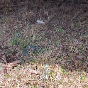 pee on ground near truck