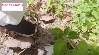 Shitting in someones yard