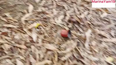 Poop at strangers yard / para estranhos