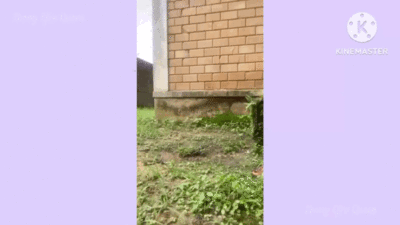 Outdoor Poop