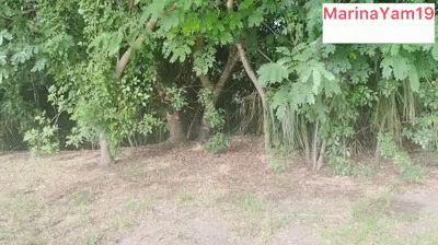 Shitting by Iguanas outdoors