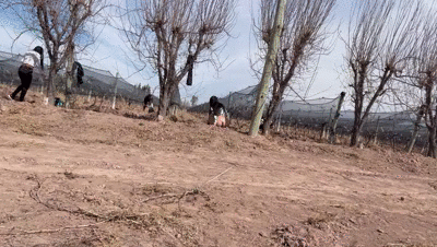 5 girls pooping in a vineyard