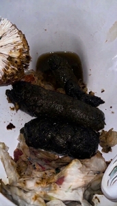3 SHITS 1 TOILET HARDCORE